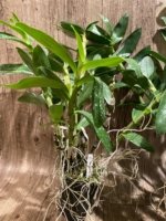 Dendrobium Spring Snow Large Plants with Multi Canes (4” pot) - Image 5