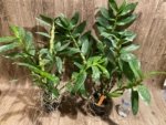 Dendrobium Spring Snow Large Plants with Multi Canes (4” pot) - Image 3