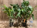 Dendrobium Spring Snow Large Plants with Multi Canes (4” pot) - Image 4