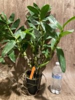 Dendrobium Spring Snow Large Plants with Multi Canes (4” pot) - Image 6