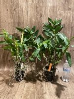 Dendrobium Spring Snow Large Plants with Multi Canes (4” pot) - Image 7