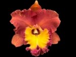 Rlc. Orange Diamond Throat of Gold (3.5" pot)