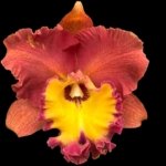 Rlc. Orange Diamond Throat of Gold (3.5" pot)