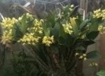 Dendrobium gracilicaule x sib (3.5” pot) - Image 2