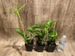 Dendrobium gracilicaule x sib (3.5” pot) - Image 4