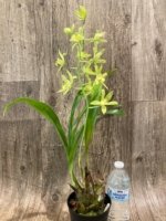In Bloom Grammatocymbidium Memoria Nathan Newman (4” Pot) - Image 5