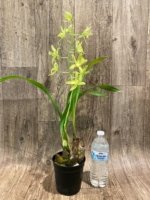 In Bloom Grammatocymbidium Memoria Nathan Newman (4” Pot) - Image 7