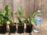 Epidendrum nocturnum (Night Fragrance) (2” pot) - Image 5