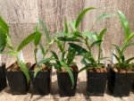 Epidendrum nocturnum (Night Fragrance) (2” pot) - Image 6