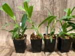 Epidendrum nocturnum (Night Fragrance) (2” pot) - Image 7