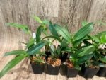 Epidendrum nocturnum (Night Fragrance) (2” pot) - Image 2