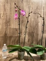 Double Spikes Phalaenopsis Dtps. Yu Pin Lady (4.5" pot) - Image 9