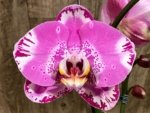 Double Spikes Phalaenopsis Dtps. Yu Pin Lady (4.5" pot) - Image 3