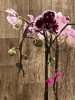 EXTREMELY RARE Double Spikes Phalaenopsis NOID Each Spike Bloom Completely Different (4.5" pot) - Image 8