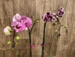 EXTREMELY RARE Double Spikes Phalaenopsis NOID Each Spike Bloom Completely Different (4.5" pot) - Image 6