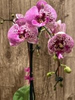 EXTREMELY RARE Double Spikes Phalaenopsis NOID Each Spike Bloom Completely Different (4.5" pot) - Image 10