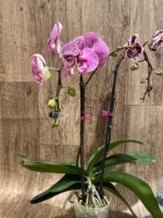 EXTREMELY RARE Double Spikes Phalaenopsis NOID Each Spike Bloom Completely Different (4.5" pot) - Image 11