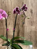 EXTREMELY RARE Double Spikes Phalaenopsis NOID Each Spike Bloom Completely Different (4.5" pot) - Image 12