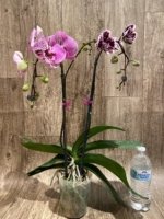 EXTREMELY RARE Double Spikes Phalaenopsis NOID Each Spike Bloom Completely Different (4.5" pot) - Image 13