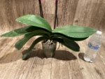 EXTREMELY RARE Double Spikes Phalaenopsis NOID Each Spike Bloom Completely Different (4.5" pot) - Image 16