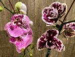 EXTREMELY RARE Double Spikes Phalaenopsis NOID Each Spike Bloom Completely Different (4.5" pot)