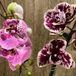 EXTREMELY RARE Double Spikes Phalaenopsis NOID Each Spike Bloom Completely Different (4.5" pot)