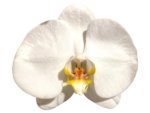 In Spikes Phalaenopsis Sogo Yukidian "V3" Large Flower (4.5" pot) - Image 2