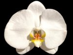 In Spikes Phalaenopsis Sogo Yukidian "V3" Large Flower (4.5" pot)