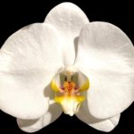 In Spikes Phalaenopsis Sogo Yukidian "V3" Large Flower (4.5" pot)