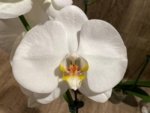 In Spikes Phalaenopsis Sogo Yukidian "V3" Large Flower (4.5" pot) - Image 3