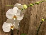 In Spikes Phalaenopsis Sogo Yukidian "V3" Large Flower (4.5" pot) - Image 7