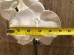 In Spikes Phalaenopsis Sogo Yukidian "V3" Large Flower (4.5" pot) - Image 4