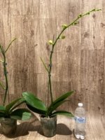 In Spikes Phalaenopsis Sogo Yukidian "V3" Large Flower (4.5" pot) - Image 12