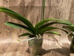 In Spikes Phalaenopsis Sogo Yukidian "V3" Large Flower (4.5" pot) - Image 15
