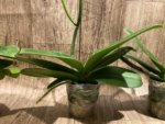 In Spikes Phalaenopsis Sogo Yukidian "V3" Large Flower (4.5" pot) - Image 14