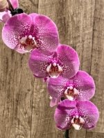 In Spikes Phalaenopsis Jillion (4.5” Pot) - Image 6