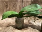 In Spikes Phalaenopsis Jillion (4.5” Pot) - Image 20