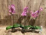 In Spikes Phalaenopsis Jillion (4.5” Pot) - Image 8