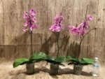 In Spikes Phalaenopsis Jillion (4.5” Pot) - Image 12