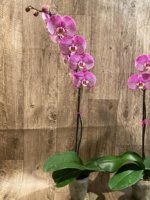 In Spikes Phalaenopsis Jillion (4.5” Pot) - Image 16