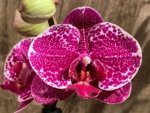 In Spikes Phalaenopsis Dtps. Leopard King (4.5" pot) - Image 3