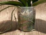In Spikes Phalaenopsis Dtps. Leopard King (4.5" pot) - Image 14
