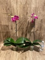 In Spikes Phalaenopsis Dtps. Leopard King (4.5" pot) - Image 7