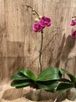 In Spikes Phalaenopsis Dtps. Leopard King (4.5" pot) - Image 10