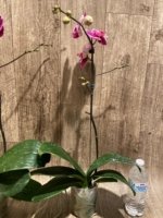 In Spikes Phalaenopsis Dtps. Leopard King (4.5" pot) - Image 9