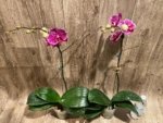 In Spikes Phalaenopsis Dtps. Leopard King (4.5" pot) - Image 11
