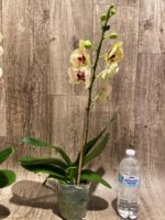 In Spikes Phalaenopsis I-Hsin Picachu (4.5" pot) - Image 6