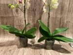 In Spikes Phalaenopsis I-Hsin Picachu (4.5" pot) - Image 8