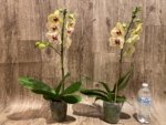 In Spikes Phalaenopsis I-Hsin Picachu (4.5" pot) - Image 4