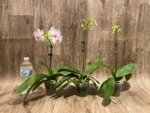 In Spike Phalaenopsis Younghome Ray (3" pot) - Image 5